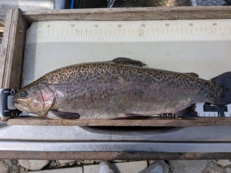 スプーン中心の釣果